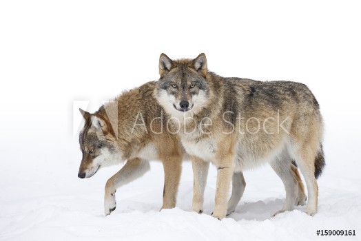 Bild på Two Grey wolves